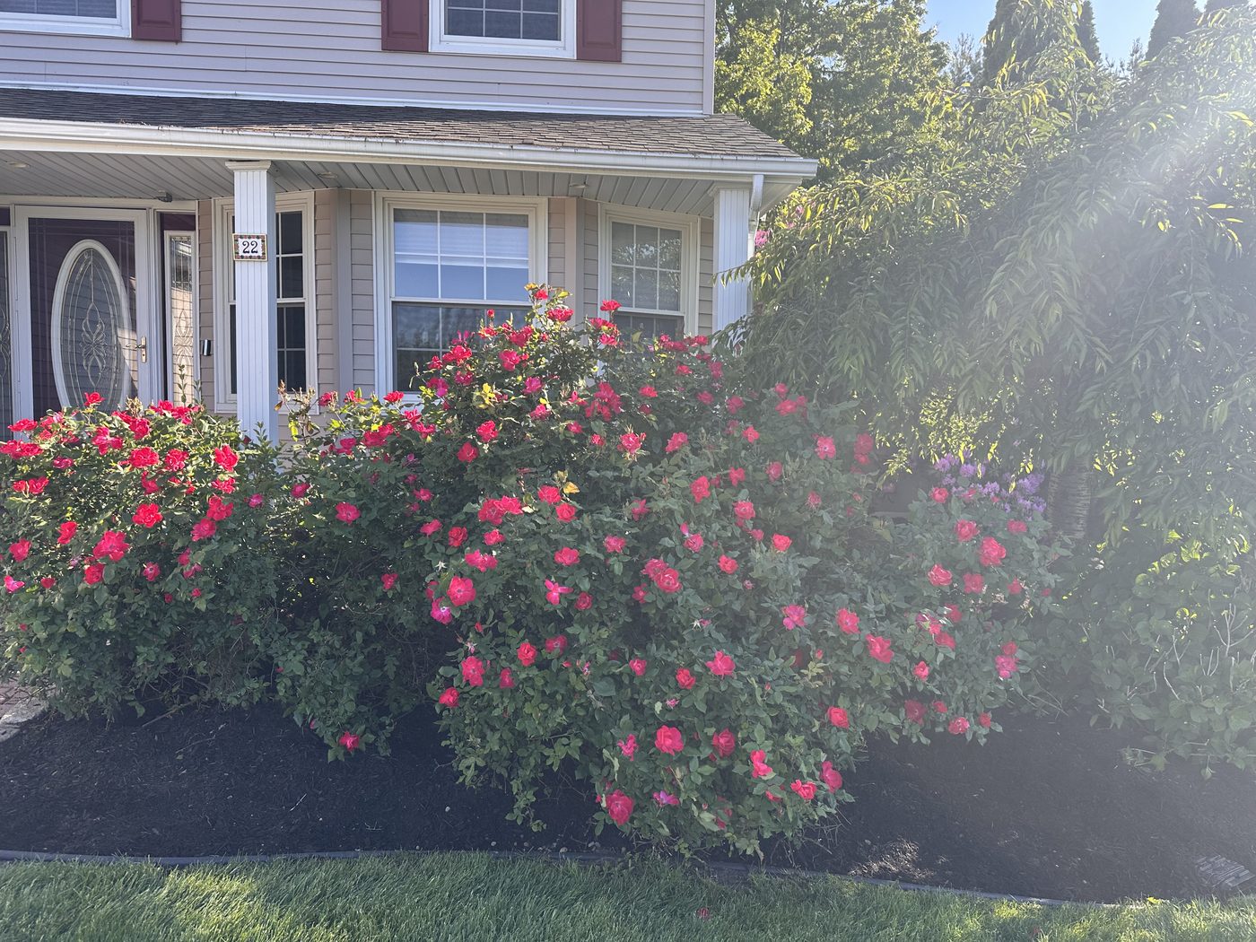 Healthy, well-shaped red rose shrubs in a mulched front-yard bed maintained by S&D Chem-Rite Lawn Care in Suffolk County, NY